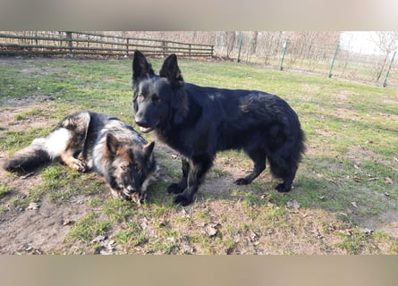 Altdeutsche Schäferhund Hündin