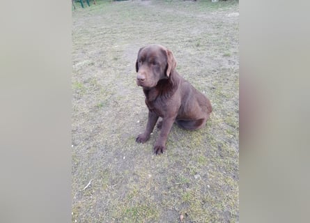 Labrador Welpen schokobraun reinrassig