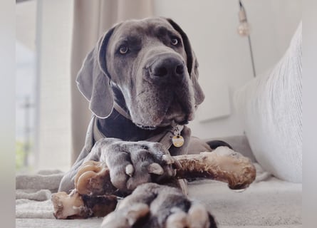 Weimaraner-Dogge