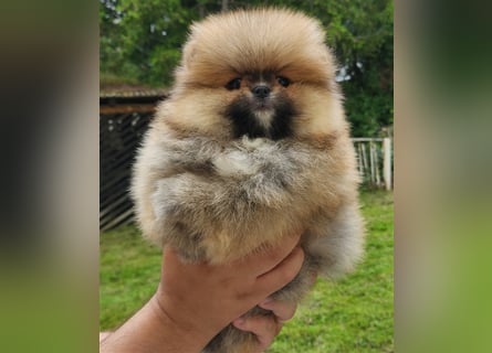 Pomeranian Boo Zwergspitz