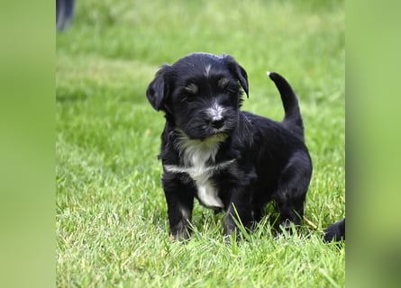 traumhaft hübscher Tibet Terrier Welpen aus erfahrender Zucht  sind geboren dürfen im Juni ausziehen