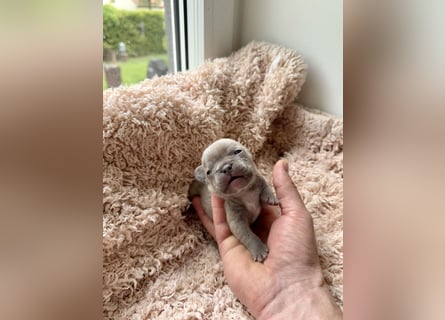 Gesunde Sportliche Französische Bulldoggen aus Familienzucht!