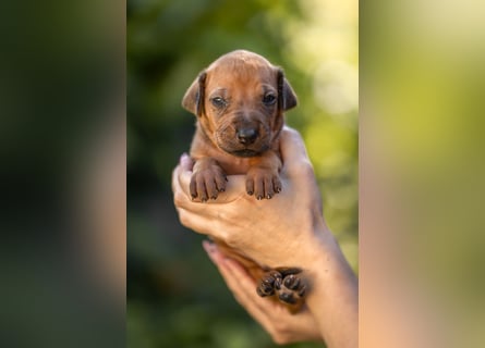 Rhodesian Ridgeback Welpen mit FCI-Ahnentafel