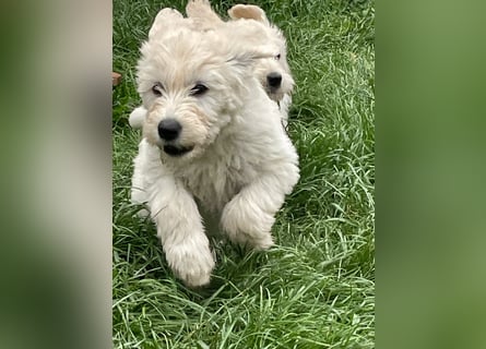 Abgabebereite Goldendoodle & Labradoodle Labrador+Golden+Retriever+Pudel Welpen