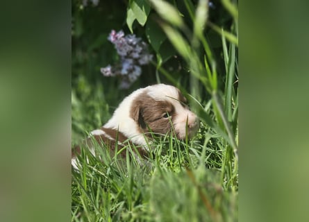 Border Collie Welpen -  Rüden und Hündin