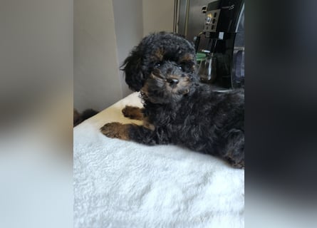 *Reinrassige*Toypudel*Toy-Pudel*sind bereit für neue Abenteuer*