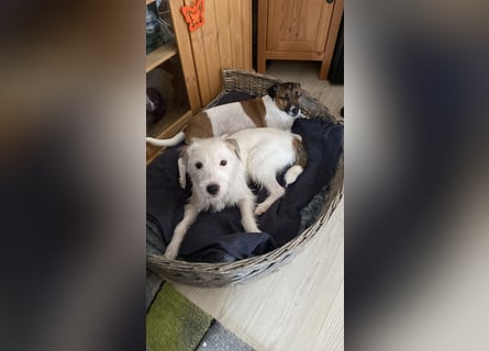 Rüde Braun Weiß Parson Russell Terrier Welpen Bild und Video neu