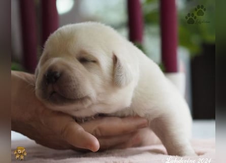 Labrador Welpen in hell gelb - die Buben