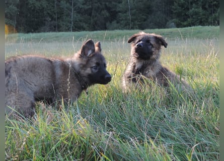 Junghunde Langstockhaar