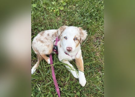 Australian Shepherd Welpin klein kurzhaar blaue Augen