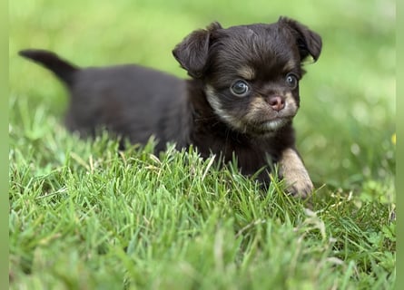 Wir haben aktuell Welpen. 2 Chihuahua Mädels