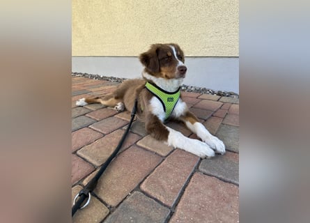 1 kleine Australian Shepherd Hündin( Welpe) braun/redtri (Minimix/Reinrassig)+ Gesundheitszeugnis