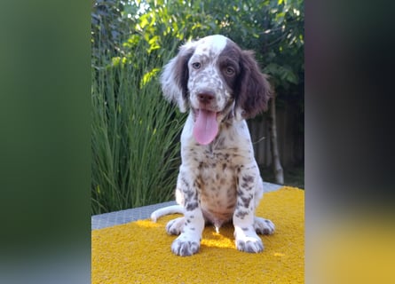 English setter Welpen (3 Rüden, 2 Hündinnen)