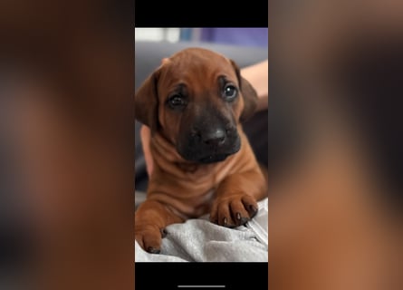 Rhodesian Ridgeback Welpen