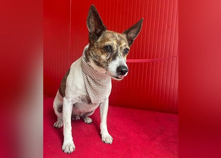 ❤️ liebenswerter kleiner TRÜFFY - 7 Jahre, 30cm/9kg - Mischling
