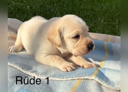 Labrador Rüde
