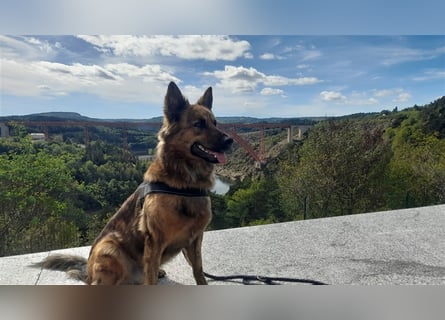 8 gesunde putzmuntere Harzer Fuchs Welpen abzugeben