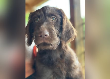 Labradoodle Welpe