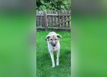 Verschiedene tolle Fellnasen  suchen ein  Zuhause