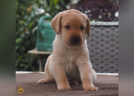 Labrador Welpen in hell gelb - die Buben