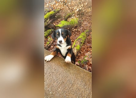 Appenzeller Sennenhund