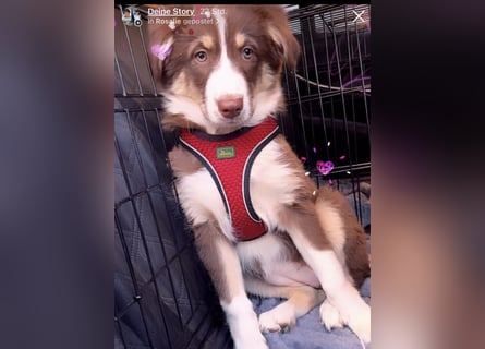 1 kleine Australian Shepherd Hündin( Welpe) braun/redtri (Minimix/Reinrassig)+ Gesundheitszeugnis