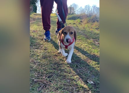 Beagel Hundin