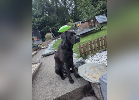 Labradorwelpen