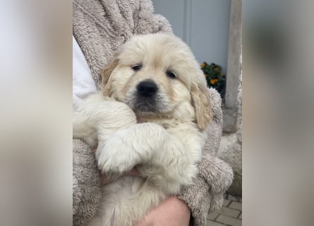Golden Retriever Welpen aus excellenter Verpaarung