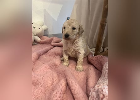 Wunderschöne Goldendoodle Welpen zu verkaufen Abgabe frühestens ab 06.12.24