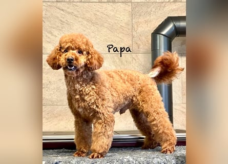 Cockerpoo / Cockapoo Welpen