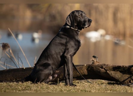 Joe Fritz - aktiver Familienhund - Tierhilfe Franken e.V.