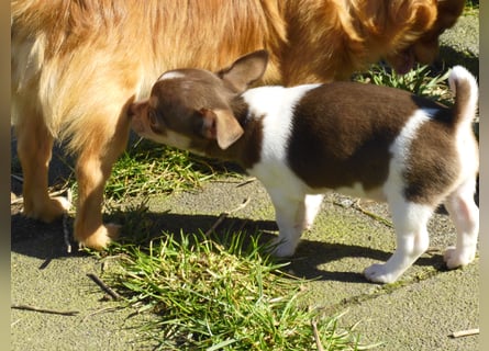 Liebe Chihushuawelpen in Kurz- und Langhaar