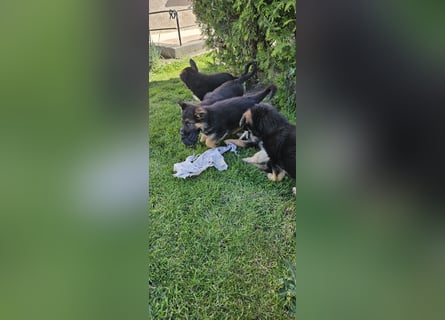 Schäferhund Welpen