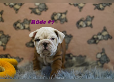 Wunderschöne & Freiatmende Englische Bulldogge Babys