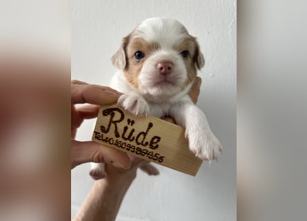 Chihuahua Langhaar Welpen ab Mitte Mai abzugeben