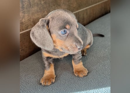 Zwerg Dackel Welpen in besonderen Farben (blue / choco / Harlekin) suchen tolles Zuhause