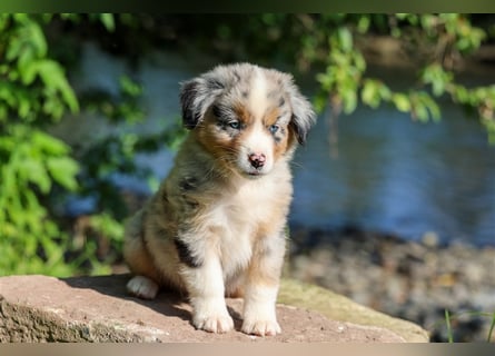 Mini American Shepherd (Showlinie) Mini Aussies