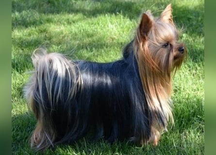 Yorkshire-Terrier Welpen,  reinrassig mit Ahnentafel sofort abgabebereit