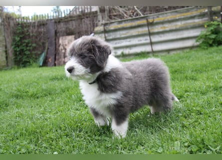 Bearded Collie Welpen, wir sind bereit für die Welt!