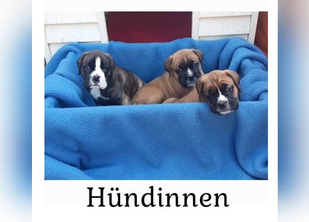 Kräftige BoxerWelpen (barfen + Natur Ernährung)