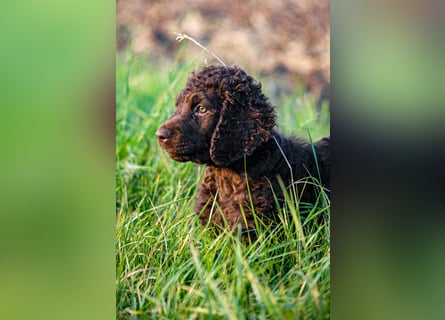 Irish Water Spaniel Welpen / Nichthaarend / FCI - VDH Zucht