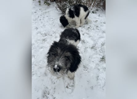 Polski Owczarek Nizinny - Polnischer Niederungs Hütehund -  PON