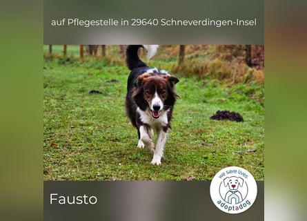 Fausto: sucht ein erfahrenes Zuhause in 29640 Schneverdingen/D