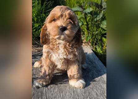 Wunderschöne Cockapoo-Welpen