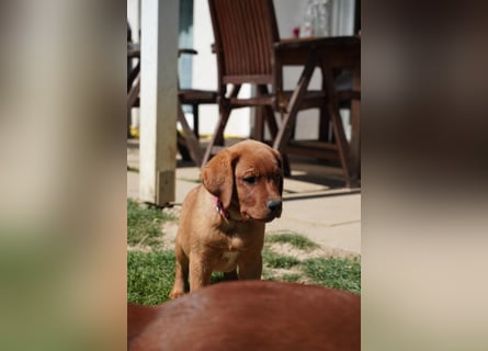 Labrador Retriever Foxred/ Dark Foxred - Therapie-, Assistenz-, Familienhunde