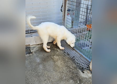 Lars: seine Hobbys: spielen, toben, kuscheln