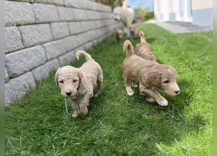 Goldendoodle F1b Welpen F1bb -apricot hell dunkel