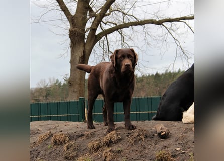 Unsere bildhübschen, vitalen Labradorwelpen sind gelandet!