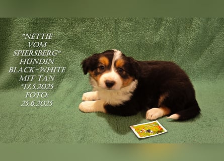Border Collie-Welpen , black-,choco-,red-white und red-,black-merle